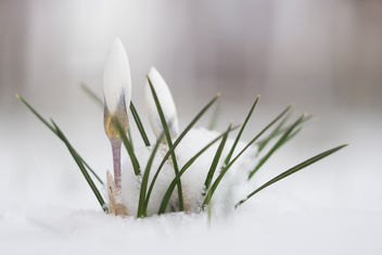 Little surprise for crocus this morning - Free image #452869