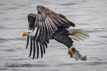 Eagle Fishing B 2018 - Free image #452899