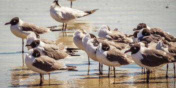 Black-Headed Gulls, Amelia Island - Kostenloses image #453259