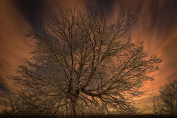 A tree in the evening - image gratuit #453539 