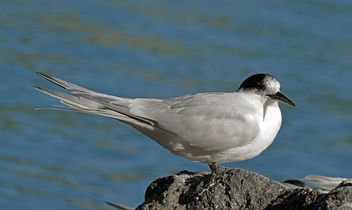 White-fronted tern (Sterna striata) - бесплатный image #453559