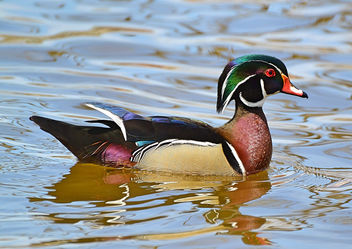 My First Wood Duck - image gratuit #453829 