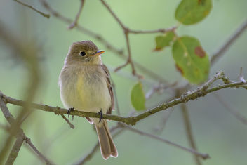 Pacific-slope Flycatcher - Free image #454189