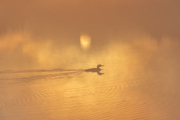 Sunrise With A Loon - image gratuit #454379 