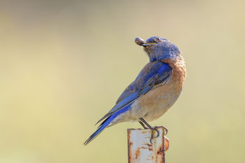 Western Bluebird enjoying a pill bug - image #454389 gratis
