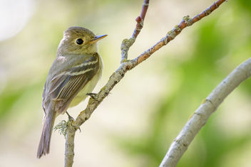 Pacific-slope Flycatcher - Free image #454459