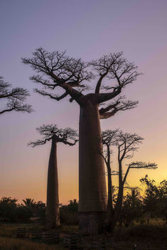 Baobabs on Sunset - Free image #454759