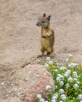 California Ground Squirrel - image #454779 gratis
