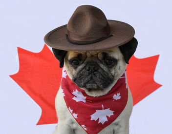 Happy Canada Day! - image #454799 gratis