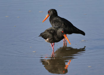 The variable oystercatcher (Haematopus unicolor) - Free image #455459