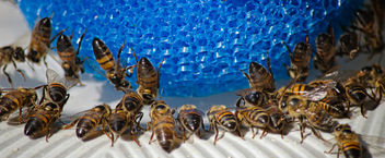 The Buzz About Bees 1 - image #455569 gratis