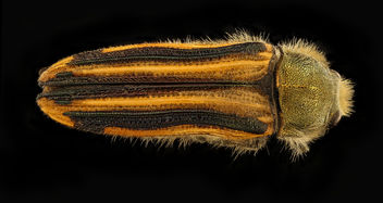 Chile beetle, u, back, Near Eric Hempsteads, Chile_2018-07-13-18.57 - Free image #455799