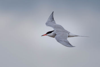 Common tern - Kostenloses image #455839