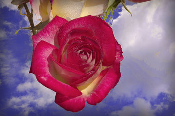 Hanging rose - image gratuit #456149 