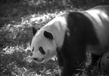 Panda III - Free image #456439