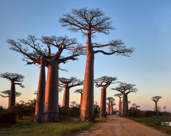 Avenue of Baobabs - image gratuit #456639 