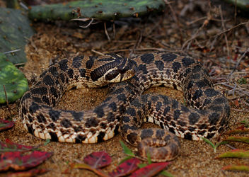 Dusty Hognose Snake (Heterodon gloydi) - image #456679 gratis