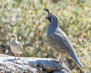 California Quail (m) with chick - Free image #456859