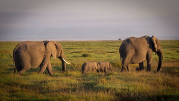In memory of one of the rare Elephant Twins, who died this week. Amboseli National Park - image gratuit #456879 