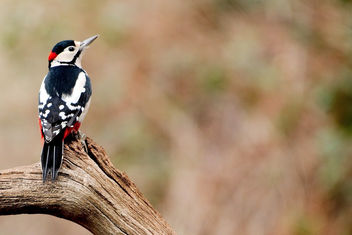 Great Spotted Woodpecker - RSPB Sandy - image #456889 gratis