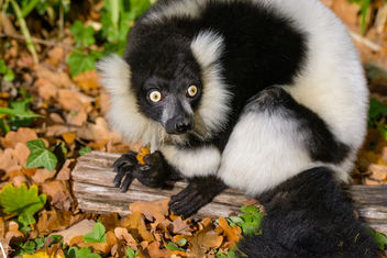 Lemur - Kostenloses image #456899