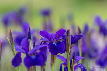 Siberian Iris ~ Huron River and Watershed - Free image #457009
