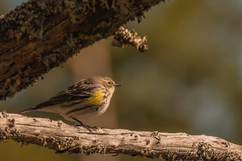 Yellow-rumped Warbler ~ Setophaga coronata ~ Southern Outer Banks, North Carolina - бесплатный image #457019