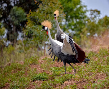Crested Cranes - Free image #457099