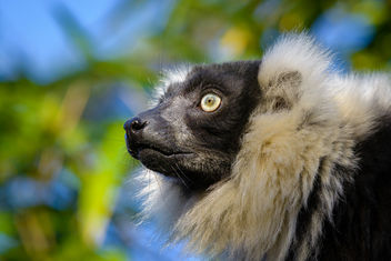 Lemur - Free image #457289