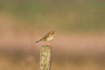 Meadow Pipit - Kostenloses image #457309
