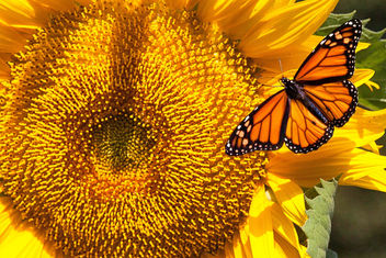 SUNFLOWER AND BUTTERFLY - Free image #457419