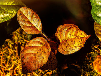 Just some leaves that caught my eye - Kostenloses image #457439