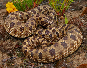 Plains Hognose Snake (Heterodon nasicus) - image gratuit #457499 