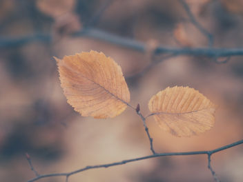 Before the leaves leave - бесплатный image #457549