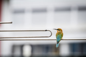 Blue-tailed bee-eater - image #457829 gratis