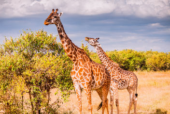 Masai Giraffe, Maasai Mara - Kostenloses image #457929