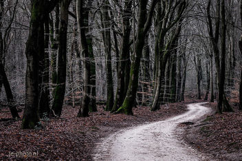 Into the Woods - Free image #458009