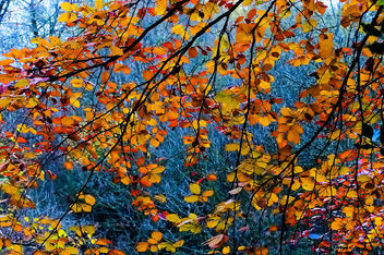 DSC_4453-2 autumn - colorful leaves - image gratuit #458179 