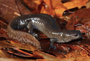 Smallmouth Salamander (Ambystoma texanum) - бесплатный image #458189