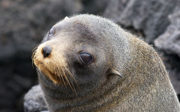 Baby Sea Lion, Galapagos - image gratuit #458209 
