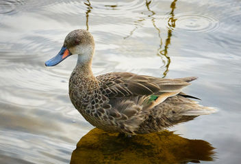 White-cheeked Pintail Duck - бесплатный image #458309