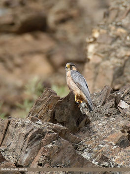 Barbary Falcon (Falco pelegrinoides) - Free image #458379