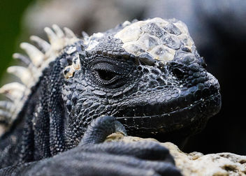Galapagos Iguana #6 - Kostenloses image #458399