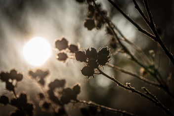 Winter Morning Light - Kostenloses image #458629