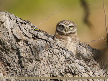 Spotted Owlet (Athene brama) - Free image #459099