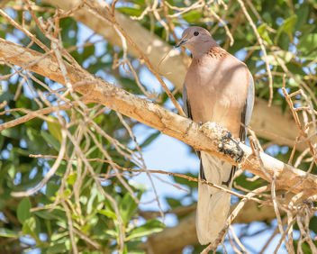 Laughing Dove - Kostenloses image #459139
