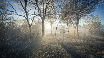 TheHunter: Call of the Wild / Morning Mist - Free image #459489