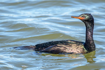 Pelagic Cormorant (breeding plumage) - image gratuit #459549 