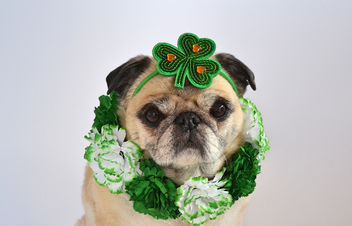 Happy St. Patrick's Day! - image gratuit #459759 