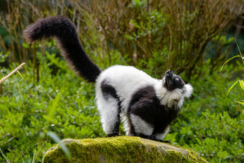 Lemur - Kostenloses image #459809